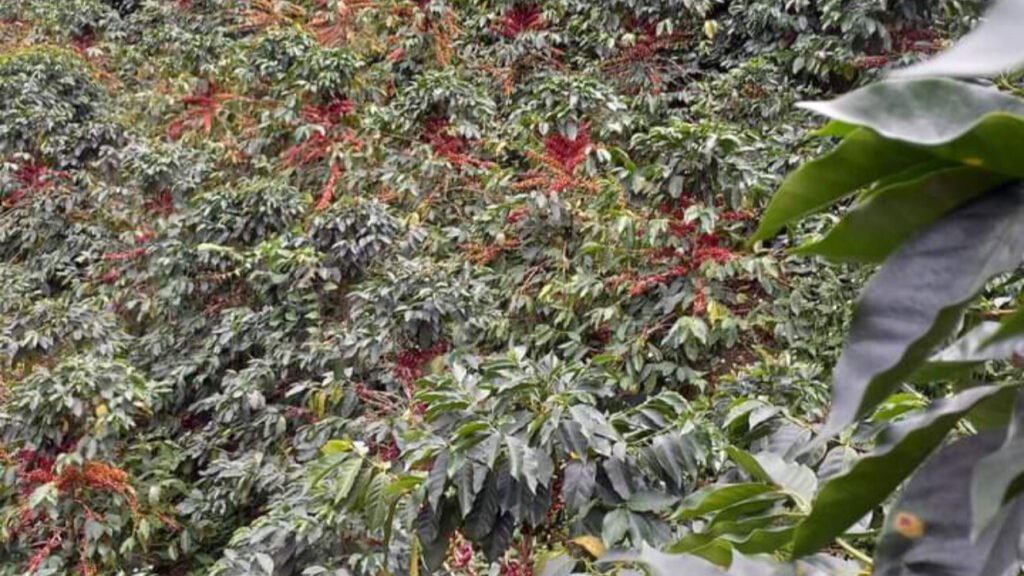 Coffee Farm