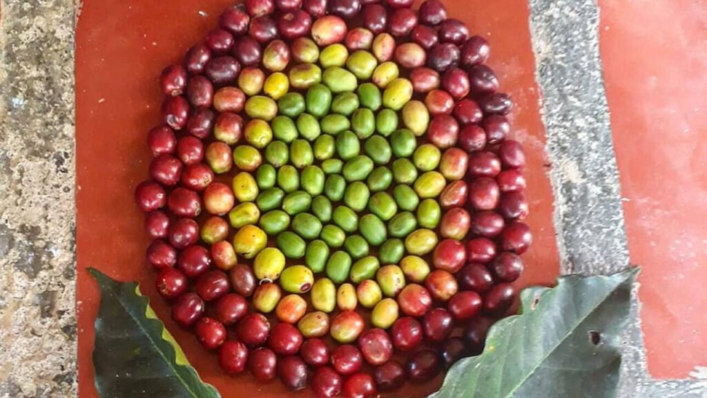 Coffee Beans