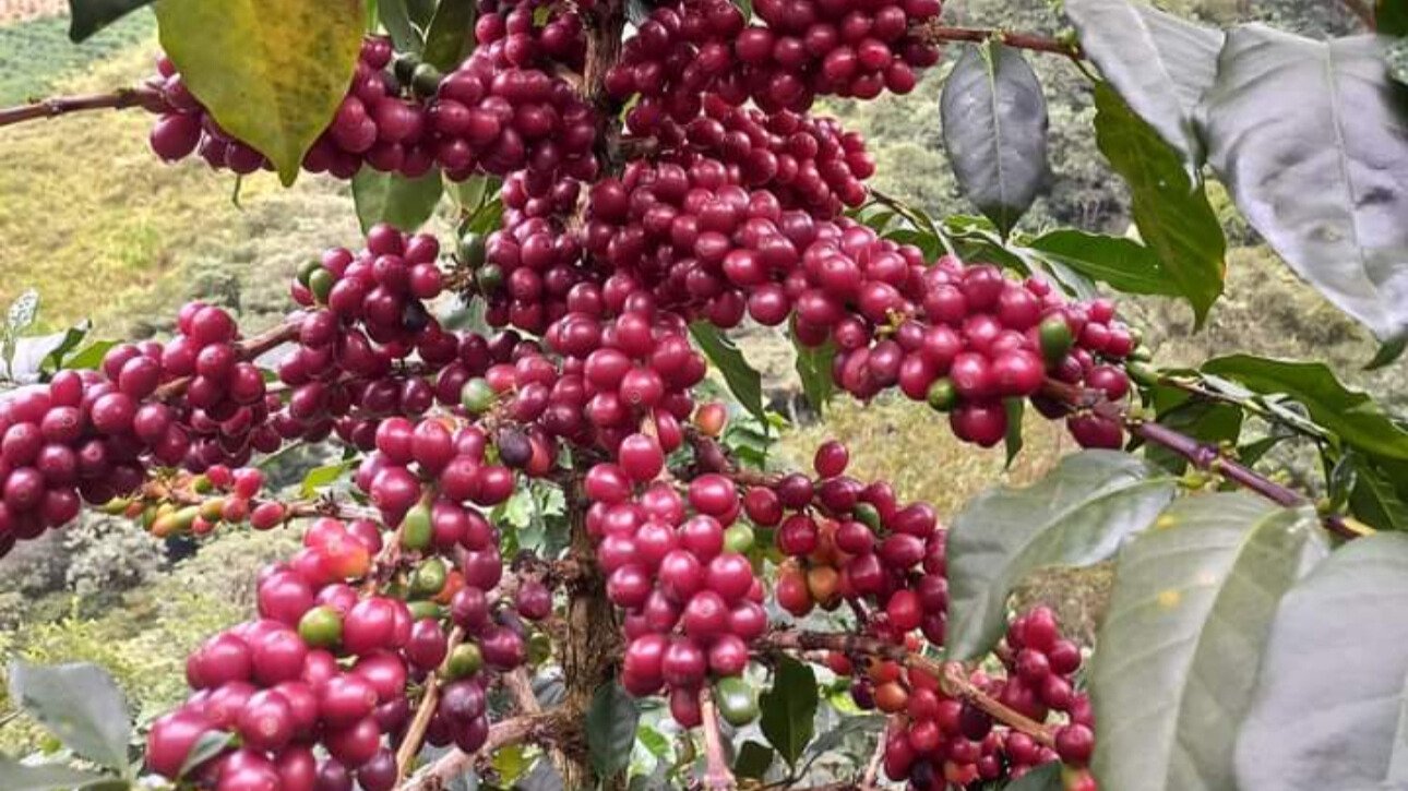coffee beans redy in farm
