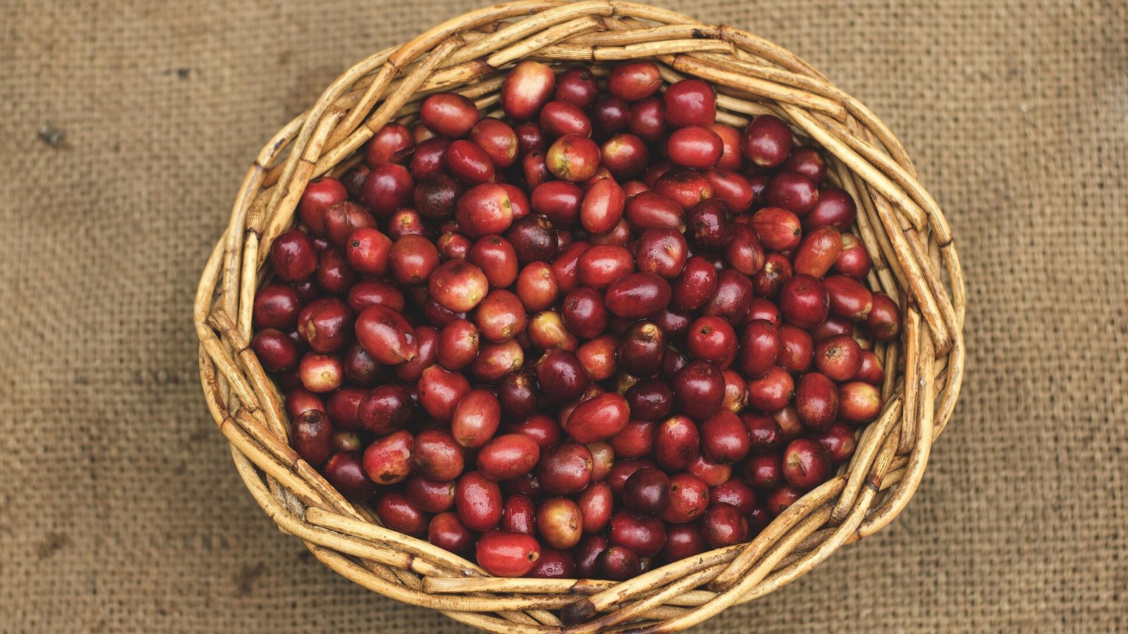 arabica coffee in bucket