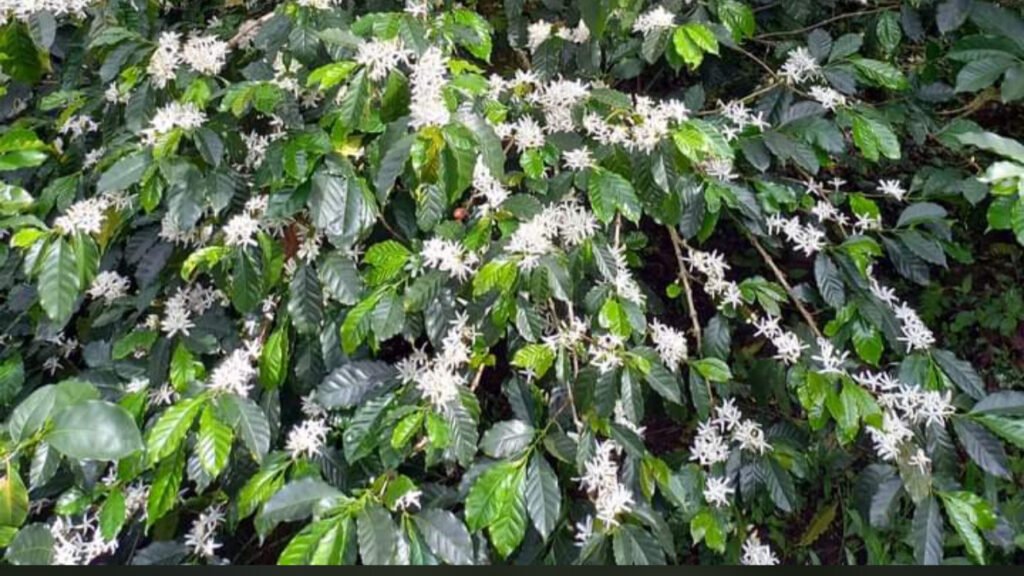 Sprouting Coffee in Farm