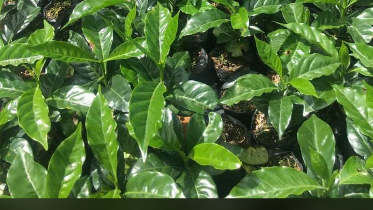 coffee seeds in farm