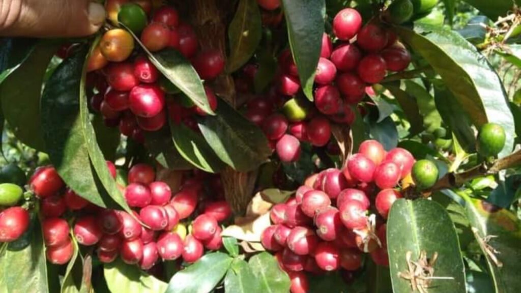 Fresh Coffee Seed in Farm