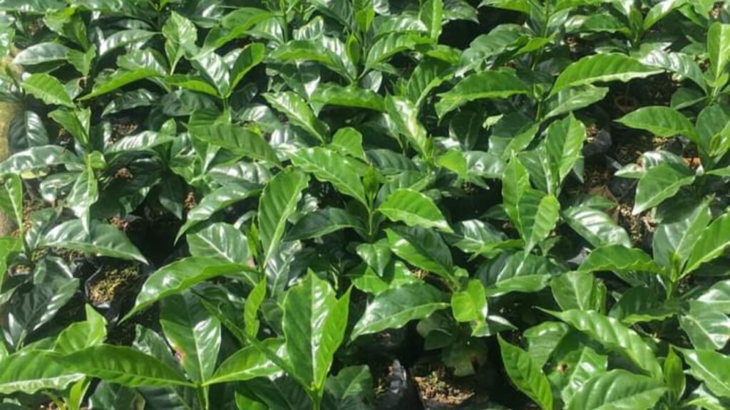 COFFEE SEEDLINGS