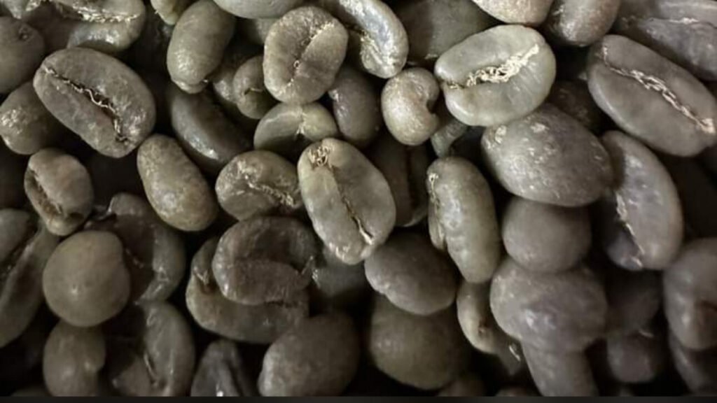 Dried Coffee Seeds