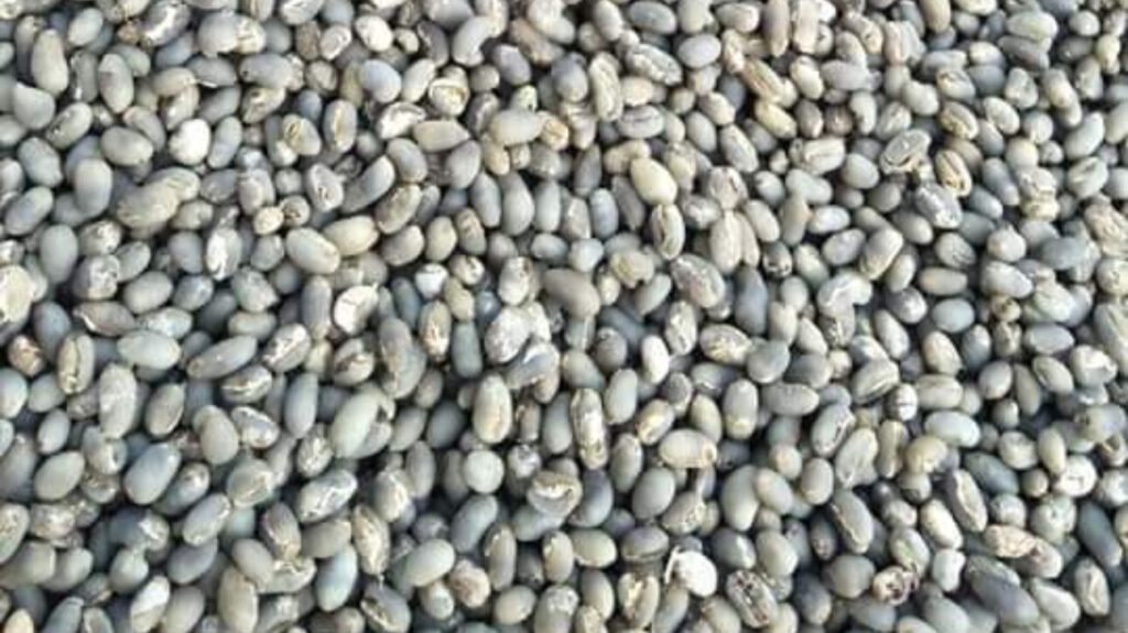 Dried Coffee Seeds