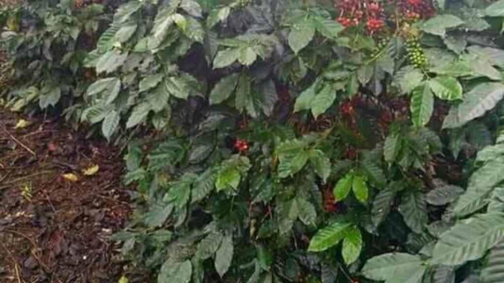 Coffee Farm