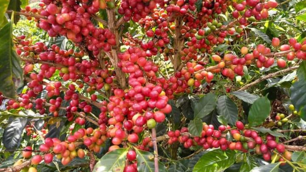 Fresh Coffee Beans in Farm
