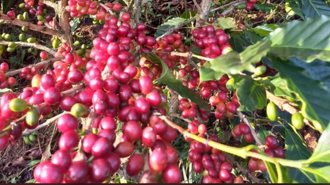 ready coffee in farm