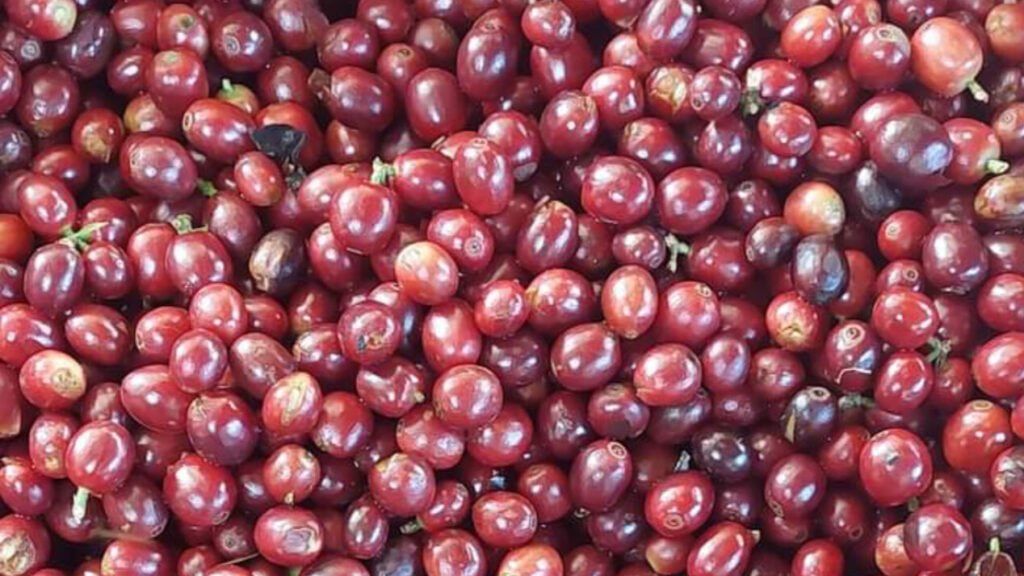 Fresh Coffee