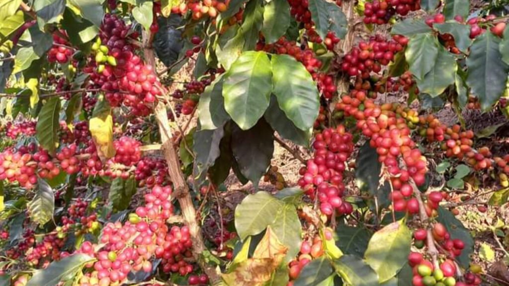 Coffee Ready for Ripe