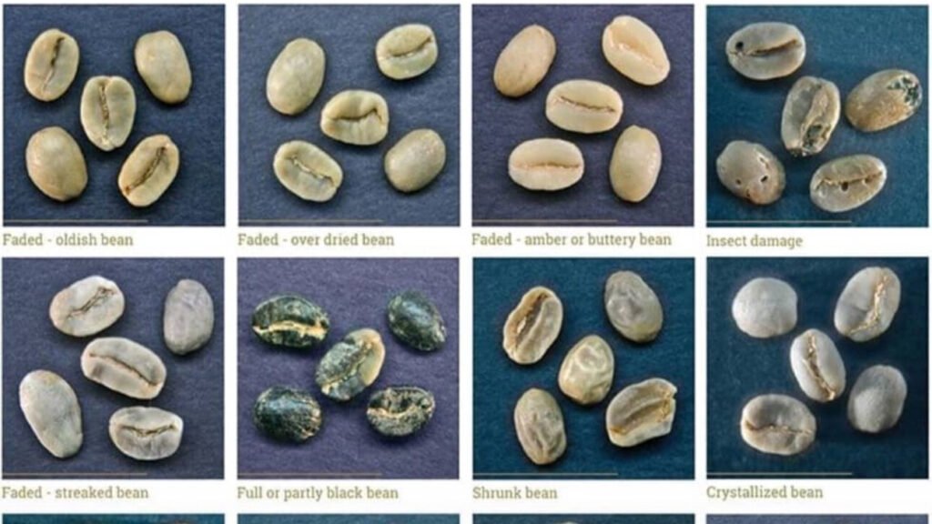 Groups of Coffee Seeds