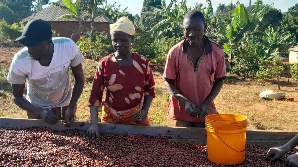 Coffee Community Harvest