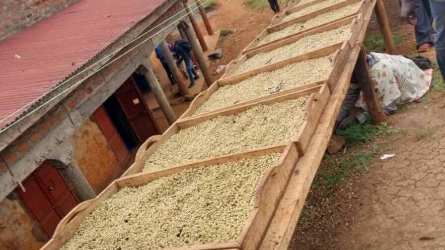 Coffee Drying