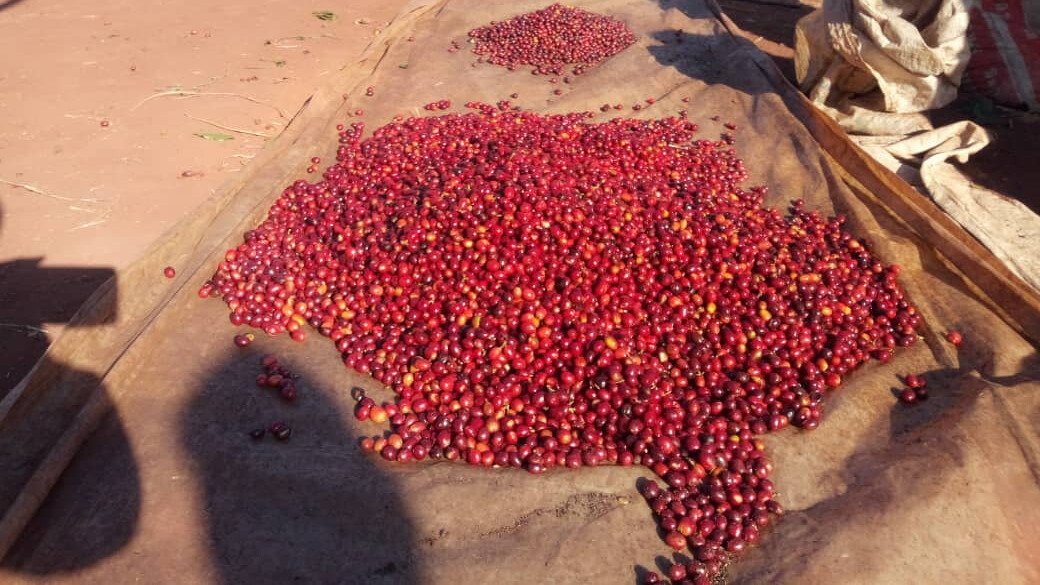 Coffee Ready to Process