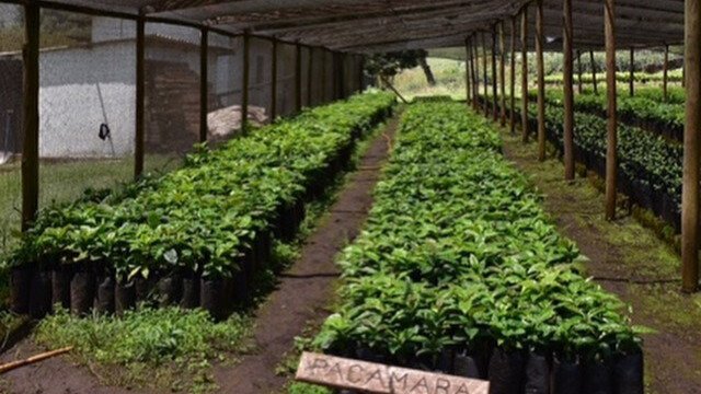 Coffee Seeds Preparations