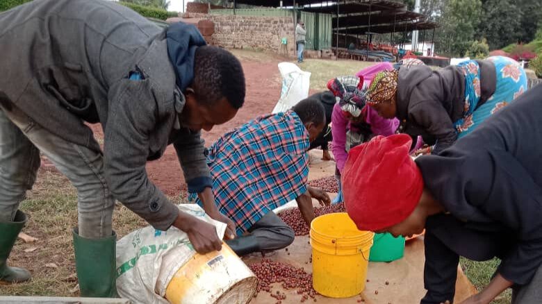 Coffee harvest activities