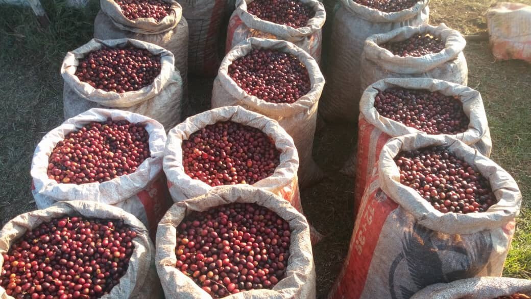 Fresh Coffee in Bags