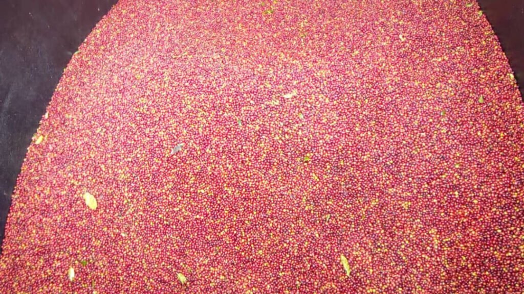 Harvested Coffee Beans