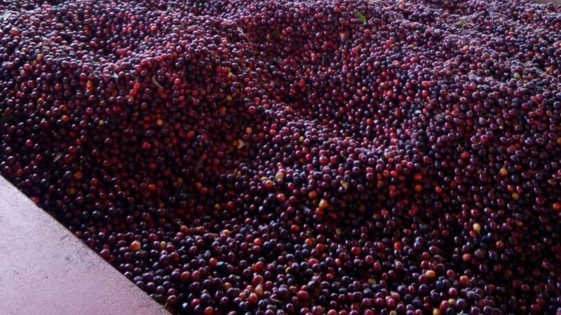 Processing coffee beans