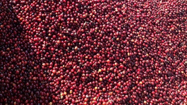 Ready Coffee Beans