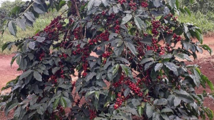 Ready For Harvest Coffee