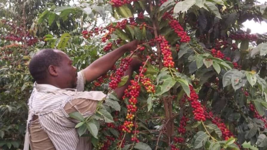 coffee harvesting