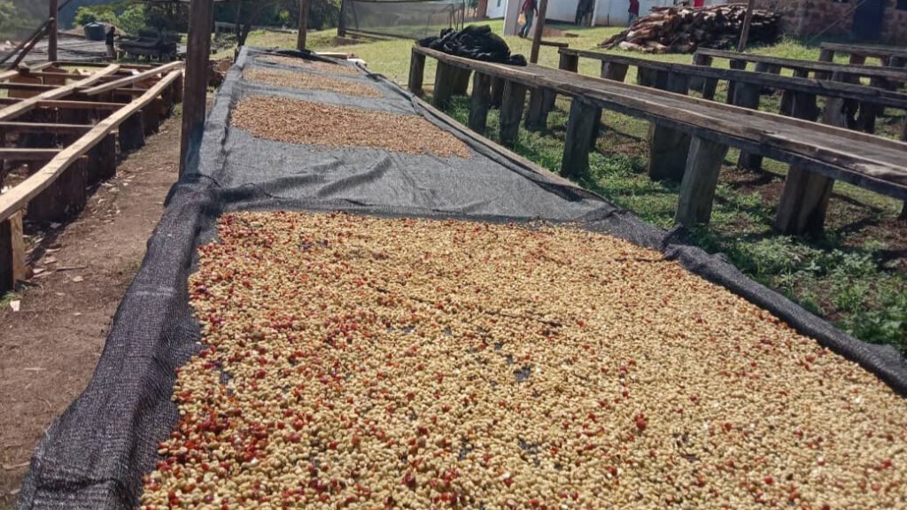 dry coffee process