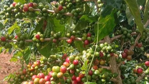 fresh coffee in a farm